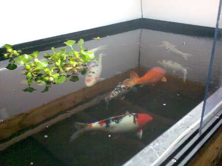 Koi , Innenh&auml;lterung , 